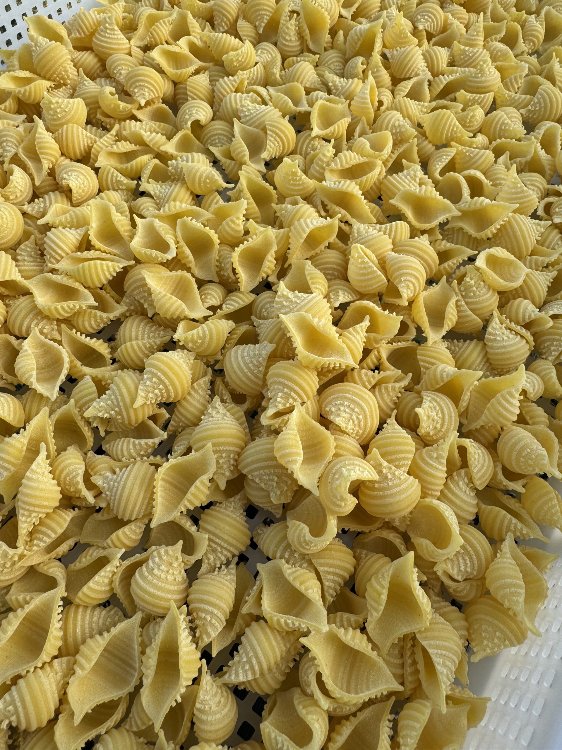 Fresh Conchiglie Pasta